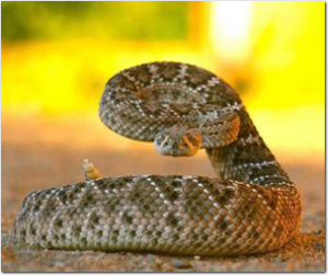 colorado snake