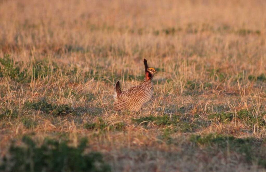 Colorado Lesser Prairie Chickens | Colorado Pheasants Forever
