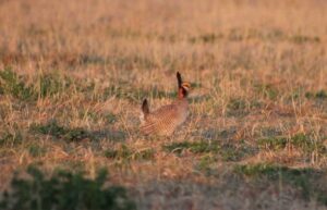Colorado Lesser Prairie Chickens | Colorado Pheasants Forever