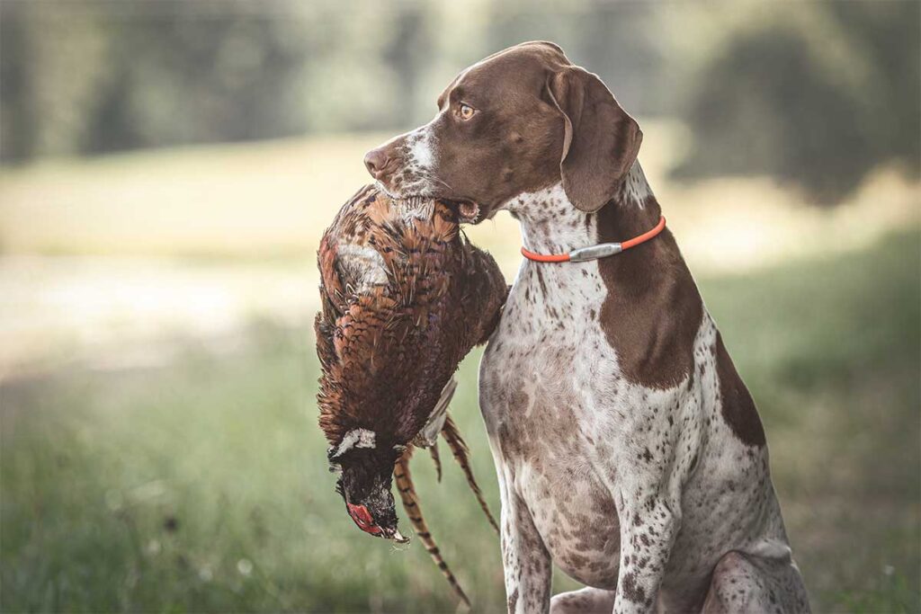 Colorado Pheasants Forever Events