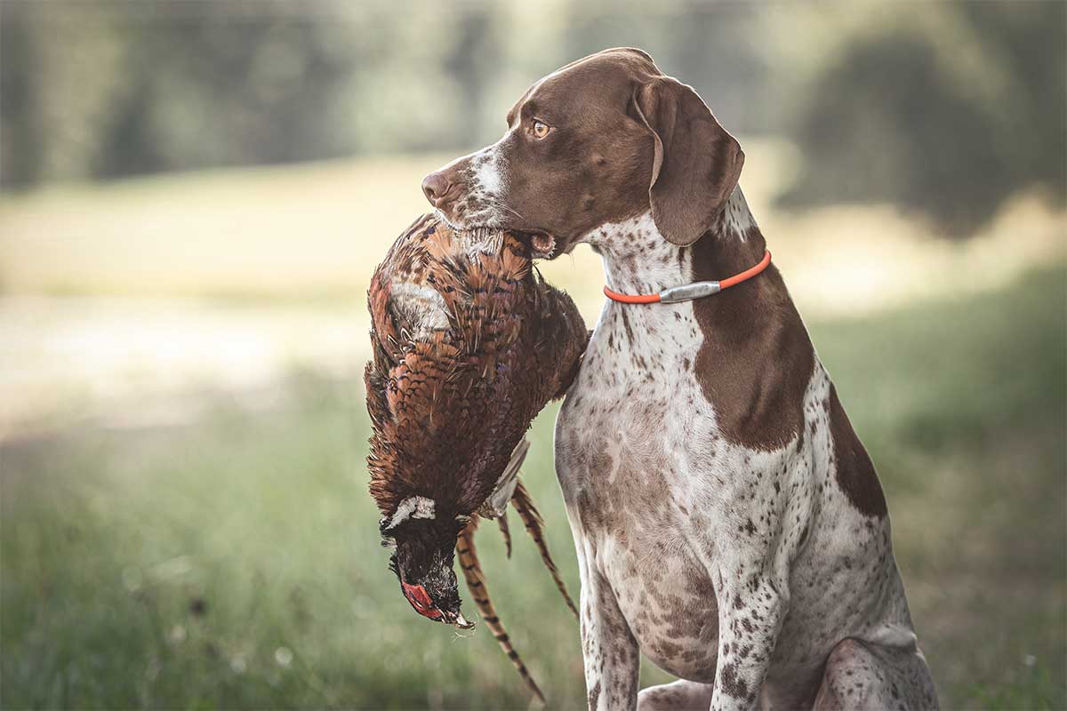 Colorado Pheasants Forever Events